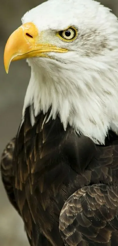 Majestic bald eagle portrait on natural background.