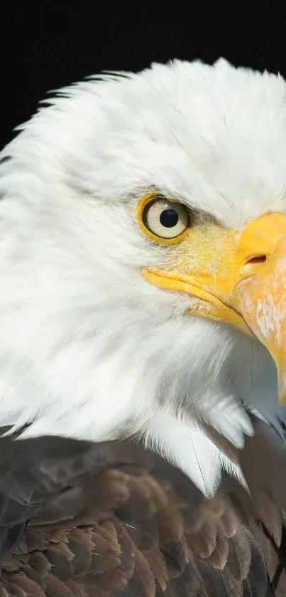 Close-up of a majestic bald eagle with piercing eyes.