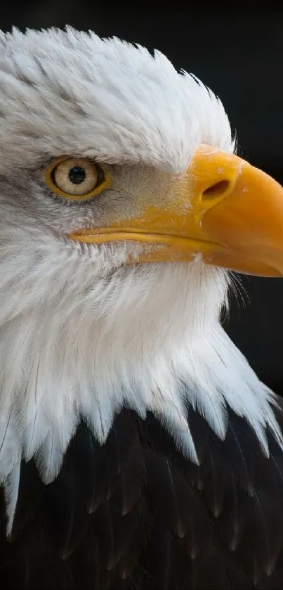 Close-up image of a majestic bald eagle with a dark background.