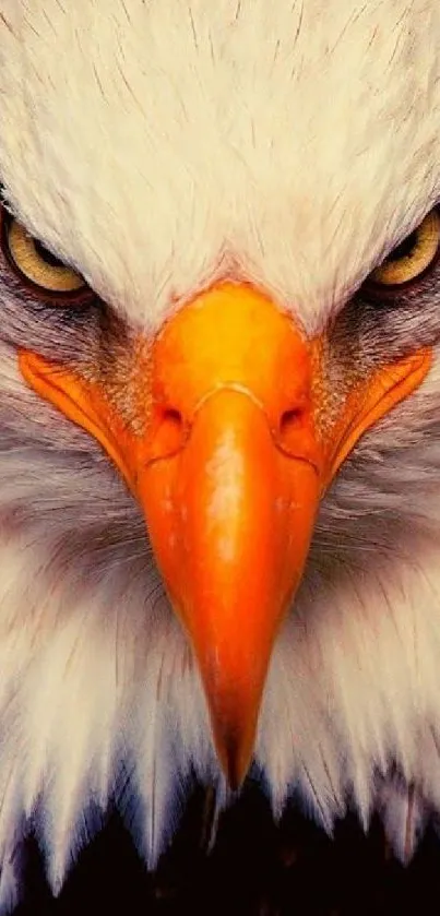 Close-up of fierce bald eagle with a striking orange beak on a mobile wallpaper.