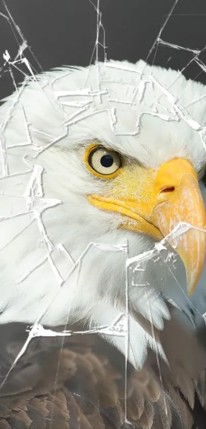 Majestic bald eagle with a cracked glass effect in background.