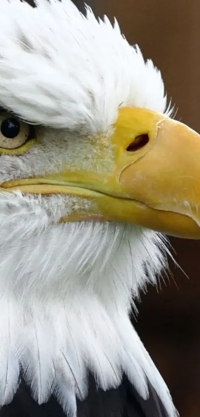 Close-up shot of a majestic bald eagle with intense gaze and detailed feathers.