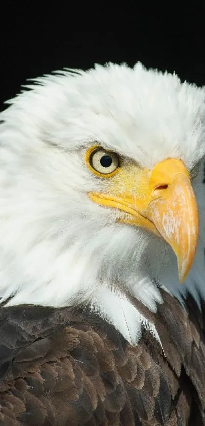 Close-up of a majestic bald eagle with detailed plumage on a dark background.