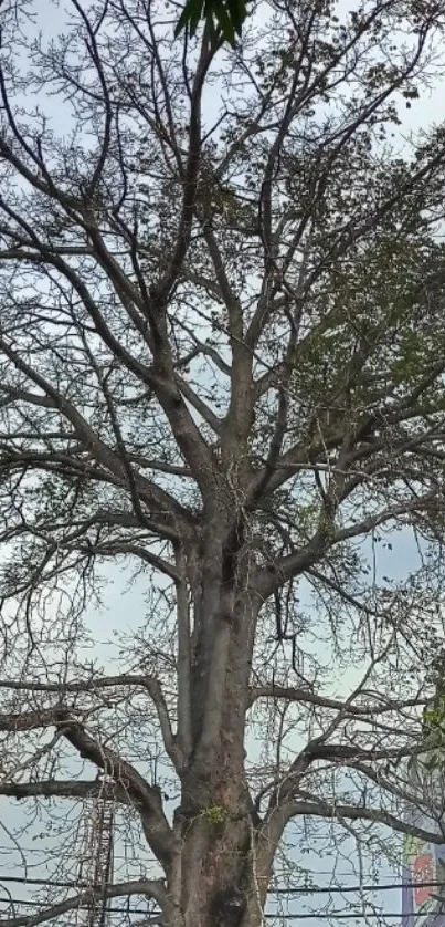 Majestic bare tree against a soft gray sky.