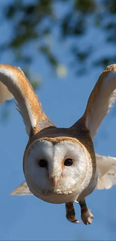 Barn owl flying with sky and trees in the background.