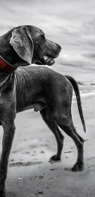 A majestic dog stands on a beach in grayscale with a red collar.