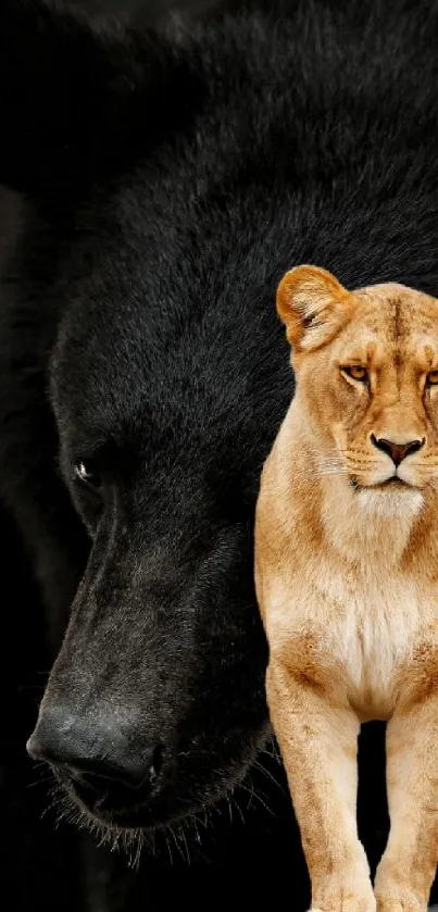 Black bear alongside a regal lion on mobile wallpaper.