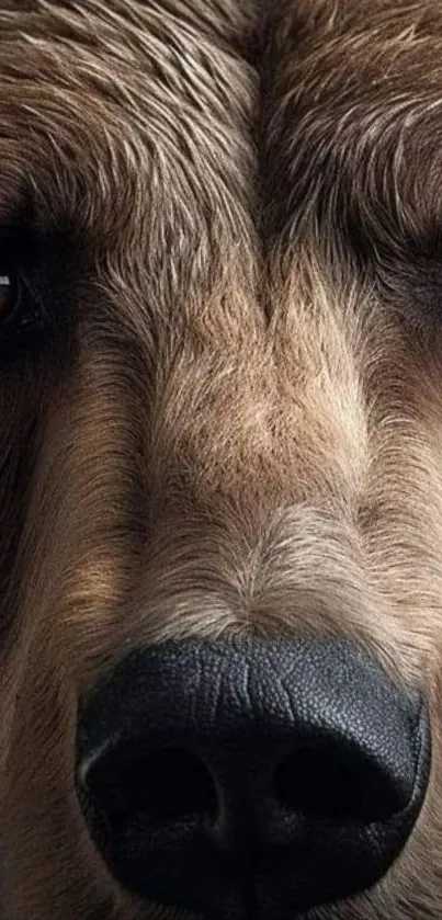 An intense close-up view of a bear's face with detailed fur texture.