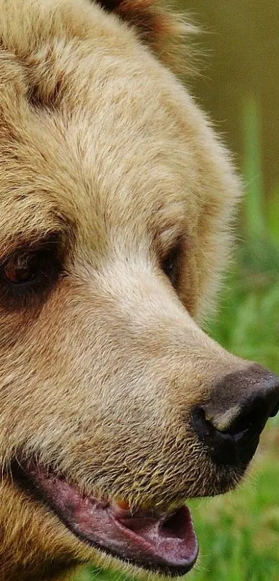 Close-up of a bear's face against a green background in nature.