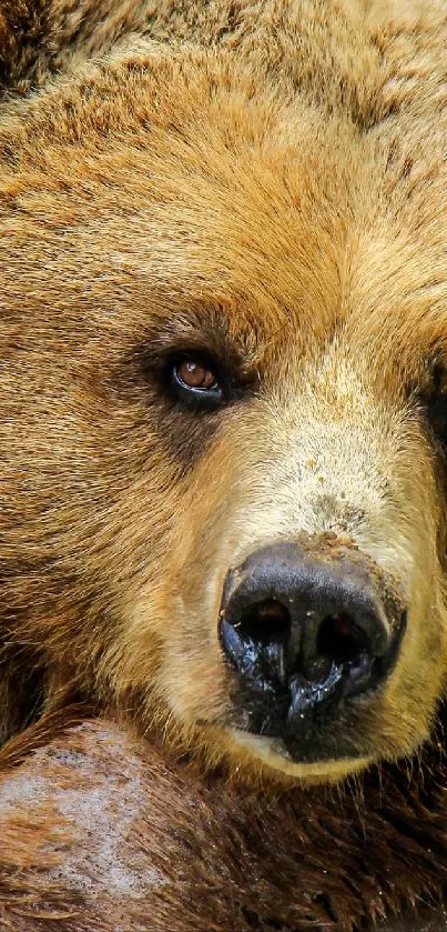 Close-up of a majestic brown bear, showcasing its natural beauty and captivating demeanor.