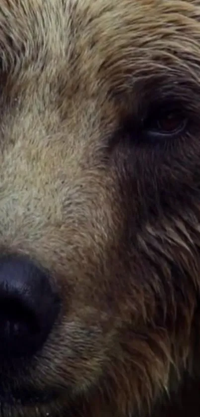 Close-up of a majestic bear's face in a natural setting wallpaper.