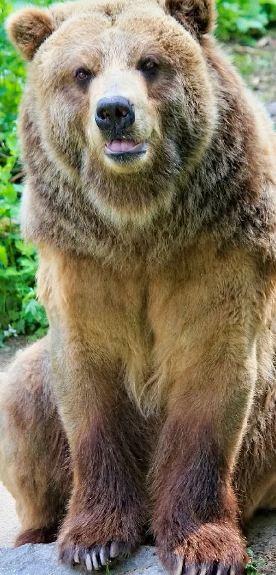 Brown bear sitting in a lush green forest setting.