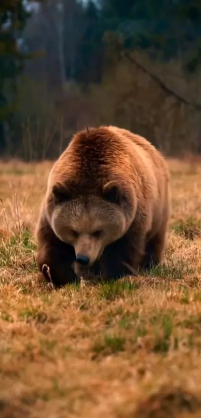 Bear walking on grass in an autumn field.