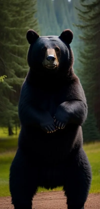 Majestic black bear standing in lush green forest.