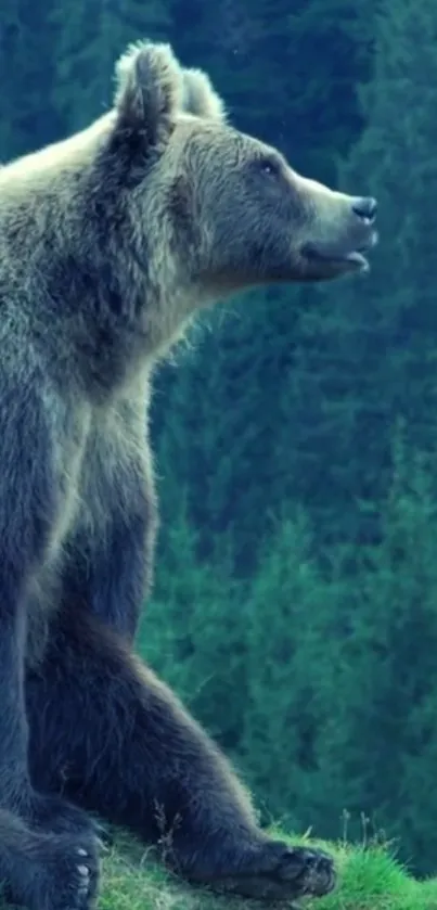 Majestic bear sitting peacefully in a lush green forest.