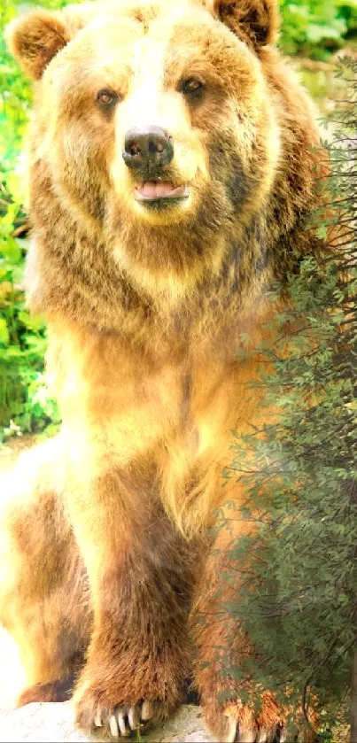 Brown bear sitting in a lush green forest.