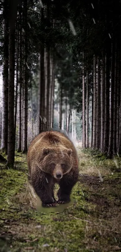 Brown bear walking in forest path mobile wallpaper.