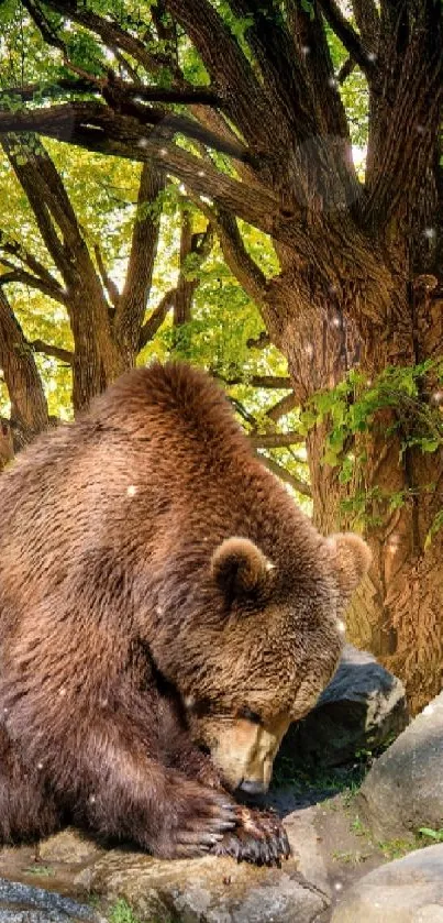 Brown bear resting on rocks in a lush green forest.