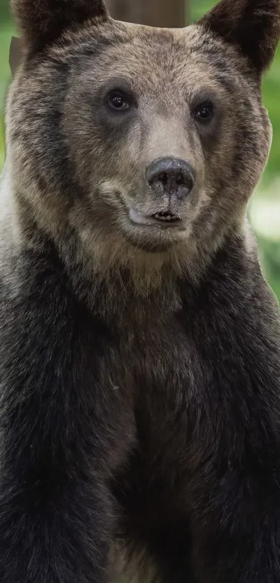 Close-up of a bear in a green forest landscape, mobile wallpaper.