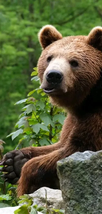 Majestic brown bear in lush green forest offers a serene wildlife scene.