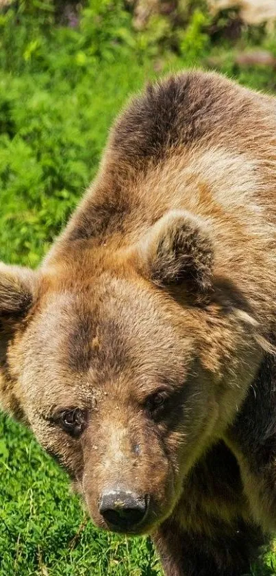 Brown bear in lush green forest setting mobile wallpaper.