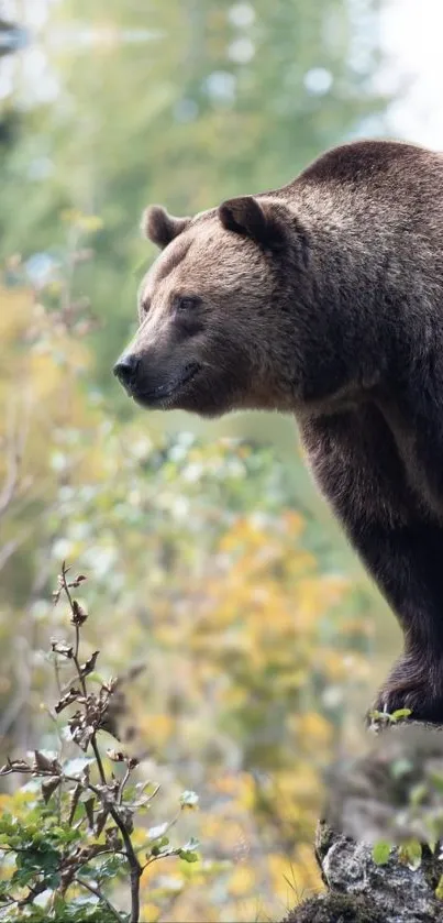 Majestic bear in autumn forest scenery, stunning wallpaper.