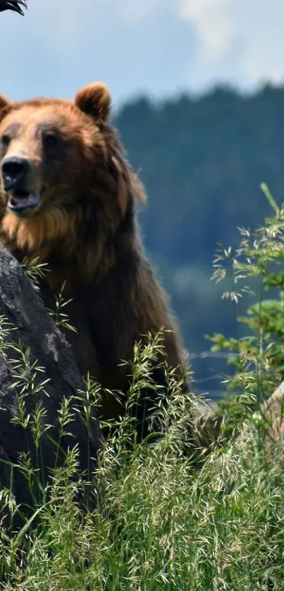 A majestic brown bear on a rocky landscape with greenery.