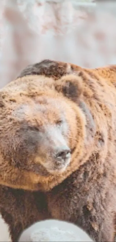 Majestic brown bear in snowy background mobile wallpaper.