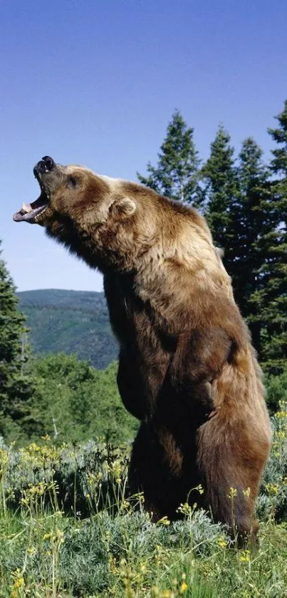 Grizzly bear standing tall in lush green forest landscape.