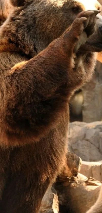 Bear standing in natural habitat wallpaper.