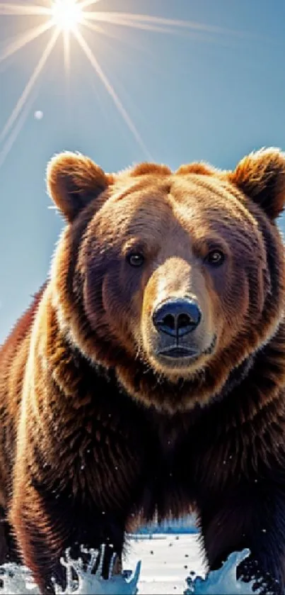 Majestic brown bear in sunny winter landscape with snowy forest backdrop.
