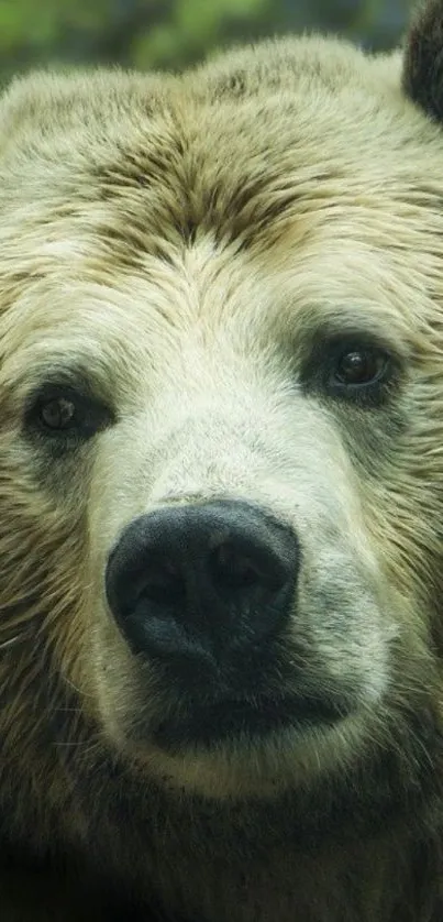 Close-up of a majestic grizzly bear in the forest, perfect for mobile wallpaper.