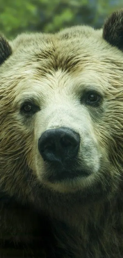 Majestic bear in forest mobile wallpaper.