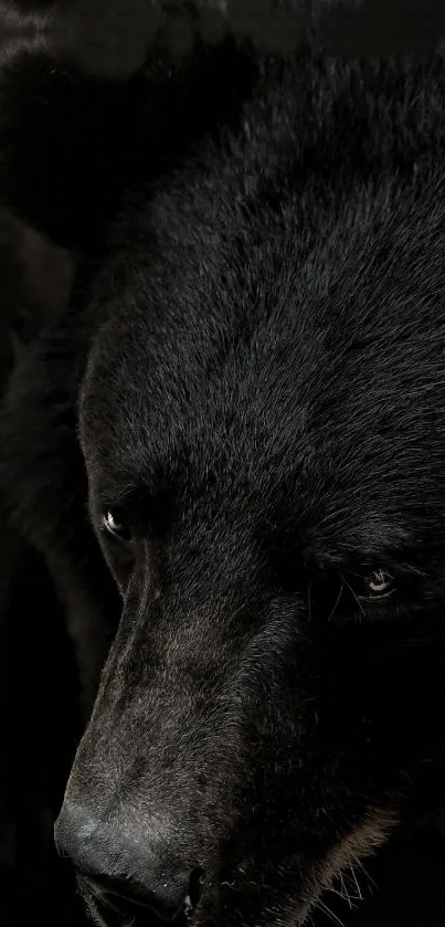 Close-up of a majestic black bear on a dark background, perfect for phone wallpaper.