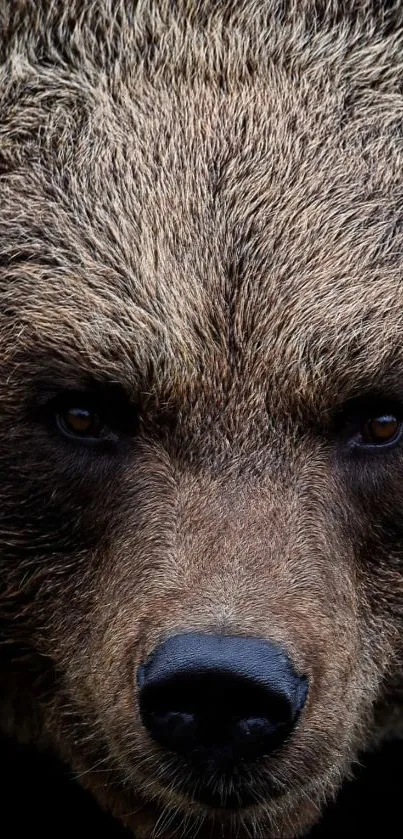 Close-up portrait of a majestic brown bear with detailed fur texture.