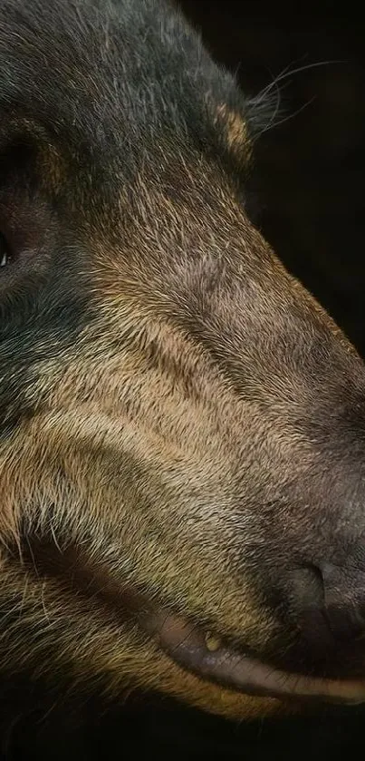 Close-up portrait of a bear with detailed fur in a dark background.