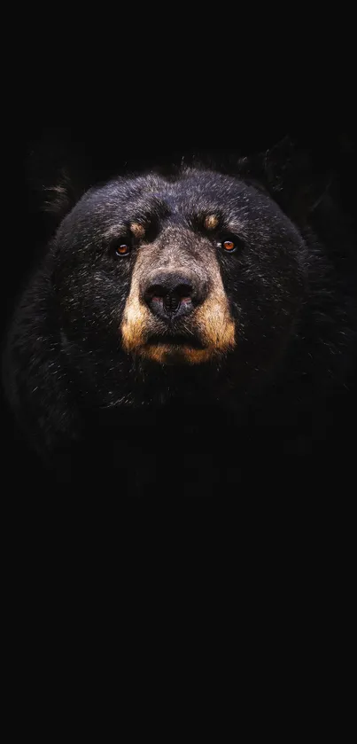 Majestic black bear on dark background.