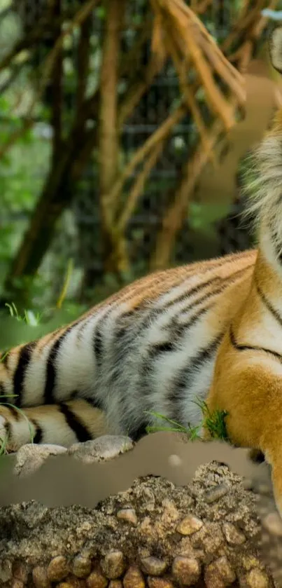 Majestic Bengal tiger in lush forest setting, displaying natural beauty.