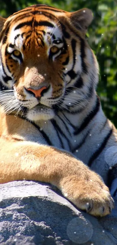 Majestic Bengal tiger resting on rock in jungle setting.