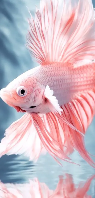 Elegant pink betta fish with flowing fins.