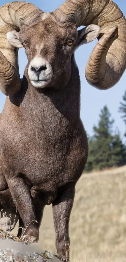 Majestic big horn sheep in natural setting