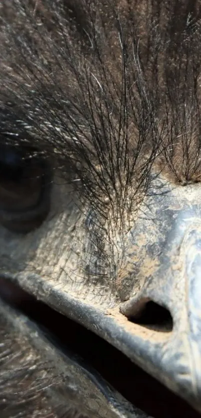 Close-up of a dark majestic bird with intricate feather details.