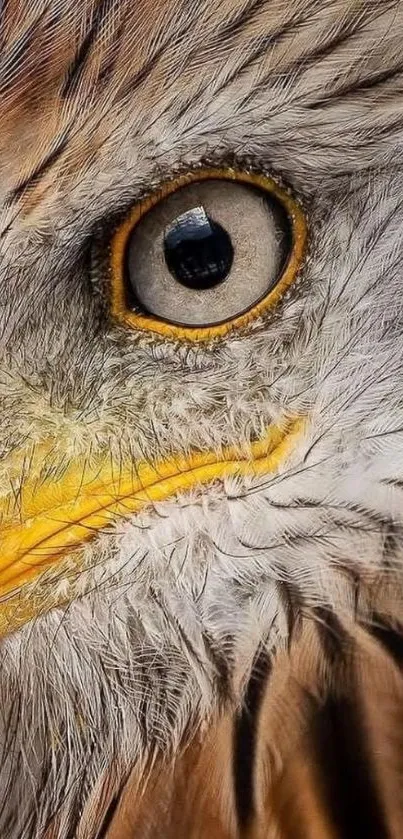 Close-up of a bird's eye with detailed feather texture and brown hues.