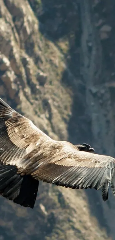 Majestic bird in flight with mountain backdrop.