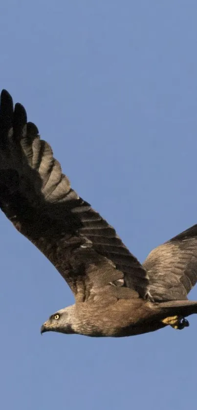 Majestic eagle soaring in clear blue sky.