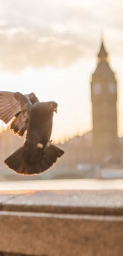 Pigeon flying in front of Big Ben at sunset in London.