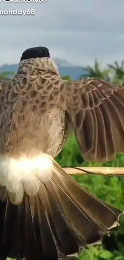 Bird with spread wings on a branch in nature.