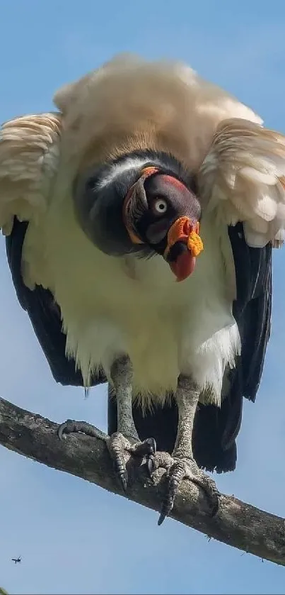 Vulture perched on a branch against blue sky.