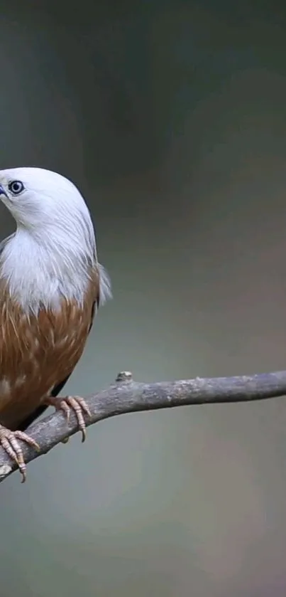 Bird with white head perched on a branch with a greenish background.