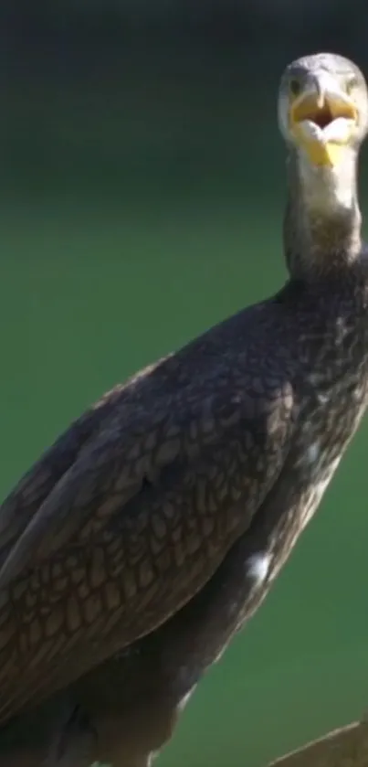 Majestic bird perched with mouth open on a vibrant green background.